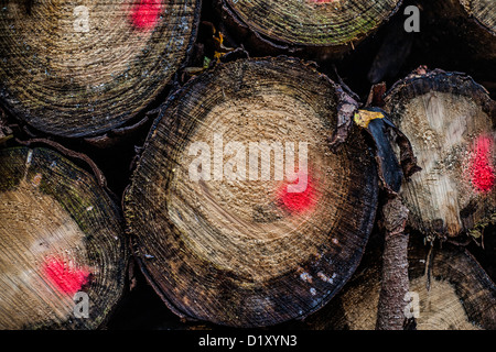 Gestappelte Baumstämme, impilati tronchi di albero colorato, farblich gekennzeichnet, Foto Stock