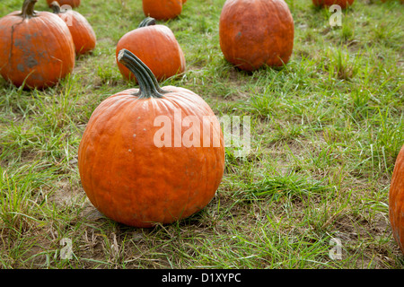 La zucca fuori le porte su una soleggiata giornata autunnale Foto Stock