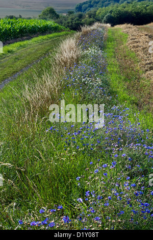 Cornflowers (Centaurea cyanus), blu fiori selvatici che crescono in orlo lungo il campo Foto Stock