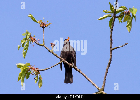 Merlo comune (Turdus merula) maschio a cantare da albero in primavera Foto Stock
