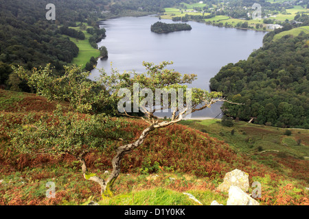 Panorama su Grasmere acqua da Loughrigg Terrazze, Parco Nazionale del Distretto dei Laghi, Cumbria, England, Regno Unito Foto Stock