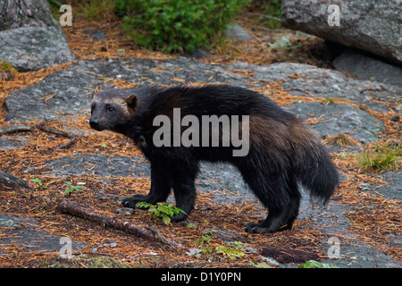 Wolverine (Gulo gulo) verticale sul subartiche tundra in Svezia e Scandinavia Foto Stock