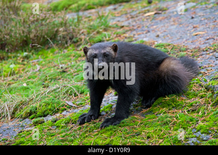 Wolverine (Gulo gulo) verticale sul subartiche tundra in Svezia e Scandinavia Foto Stock