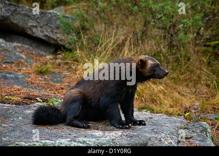 Wolverine (Gulo gulo) verticale sul subartiche tundra in Svezia e Scandinavia Foto Stock