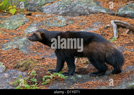 Wolverine (Gulo gulo) verticale sul subartiche tundra in Svezia e Scandinavia Foto Stock