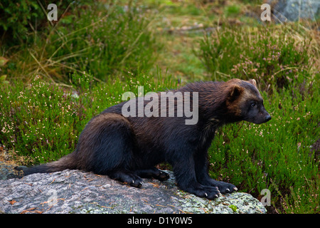 Wolverine (Gulo gulo) verticale sul subartiche tundra in Svezia e Scandinavia Foto Stock