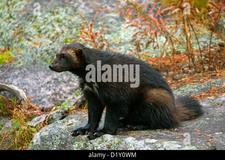 Wolverine (Gulo gulo) verticale sul subartiche tundra in Svezia e Scandinavia Foto Stock