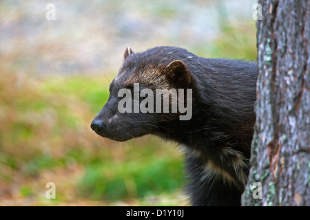 Wolverine (Gulo gulo) dietro albero nella foresta boreale sulla taiga in Svezia e Scandinavia Foto Stock