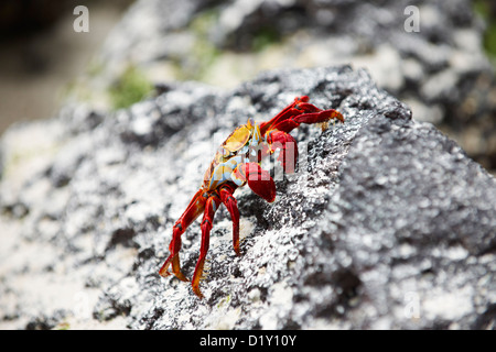 Il red rock granchio, Grapsus grapsus, Tortuga Bay, Puerto Ayora, Santa Cruz, Isole Galapagos, Ecuador Foto Stock