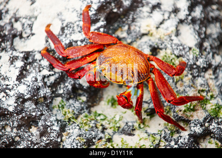 Il red rock granchio, Grapsus grapsus, Tortuga Bay, Puerto Ayora, Santa Cruz, Isole Galapagos, Ecuador Foto Stock