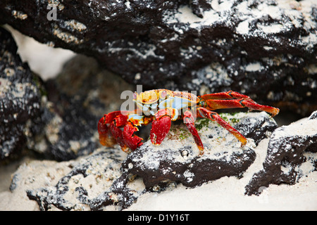 Il red rock granchio, Grapsus grapsus, Tortuga Bay, Puerto Ayora, Santa Cruz, Isole Galapagos, Ecuador Foto Stock