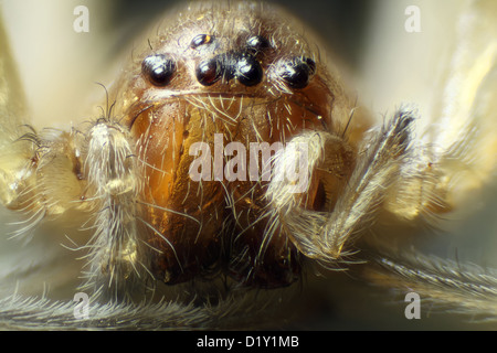 Spider sotto il microscopio (Araneae, Arane) Foto Stock