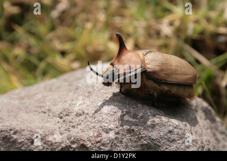 Un maschio di scarabeo rinoceronte su di una roccia in un parco in Cotacachi, Ecuador Foto Stock