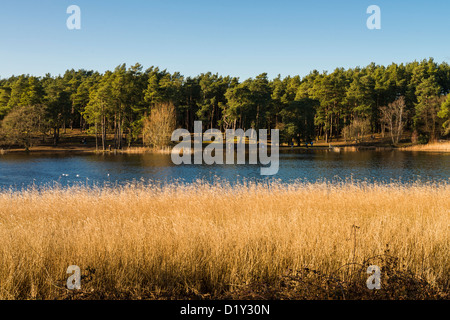 Blue sky il 1 gennaio 2013 a Frensham Pond vicino a Farnham, Surrey, Regno Unito Foto Stock