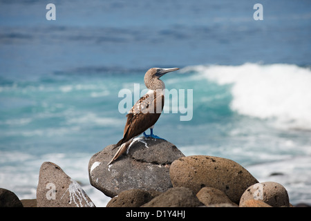 Blu-footed Booby, Sula nebouxii, North Seymour Island, Isole Galapagos, Ecuador Foto Stock