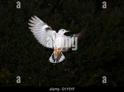 Bianco-breasted picchio muratore (Sitta carolinensis) battenti. Foto Stock