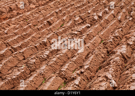 Solchi dritto in un nuovo campo arato. Foto Stock