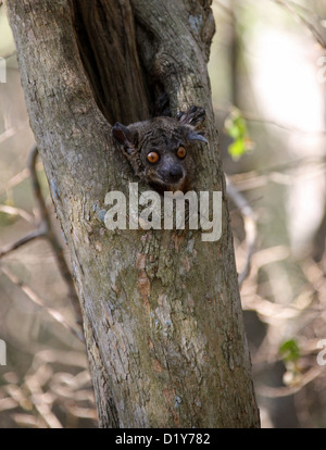 Hubbard il lemure Sportive, Lepilemur hubbardorum (Syn. Lepilemur hubbardi), Lepilemuridae. Zombitse Vohibasia, Madagascar. Foto Stock