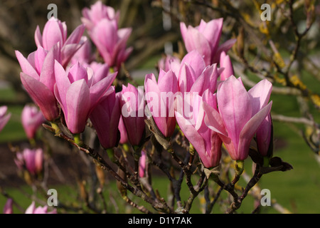 Albero di Magnolia fiori, Magnolia 'Heaven Scent', della Magnoliacee. Foto Stock