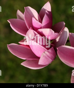 Albero di Magnolia fiori, Magnolia 'Heaven Scent', della Magnoliacee. Foto Stock