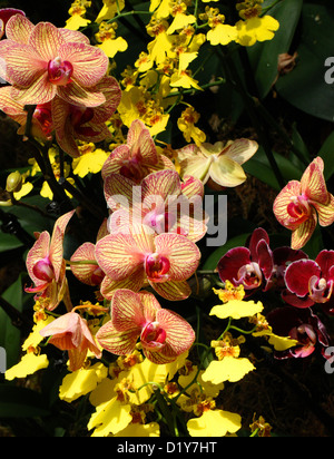 Orange Moth Orchid ibridi, Phalaenopsis sp., Orchidaceae. Originariamente dall'Asia. Golden Shower Orchidee Oncidium ibrido. Foto Stock