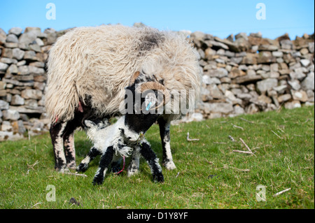 Swaledale pecora con la nuova nata di agnello in pascolo. Cumbria, Regno Unito Foto Stock
