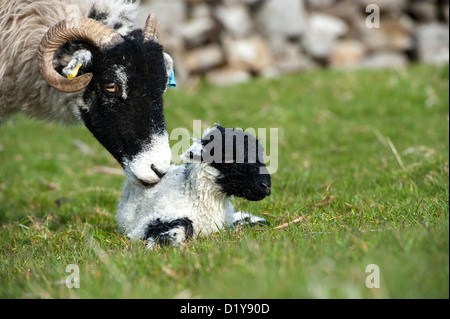 Swaledale pecora con la nuova nata di agnello in pascolo. Cumbria, Regno Unito Foto Stock