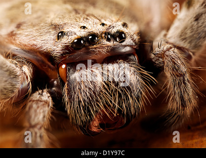 Un primo piano della Huntsman spider, che mostra tutte le otto occhi Foto Stock