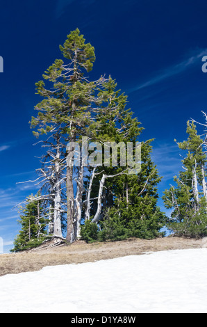Alberi a spiovente mostrare un cielo blu brillante al parco nazionale di Crater Lake Foto Stock