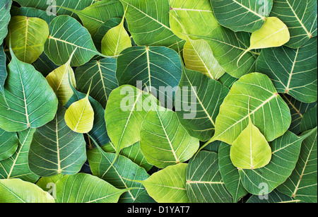 Ficus religiosa. Sacro Fig Tree leaf / Bodhi tree pattern in foglia Foto Stock