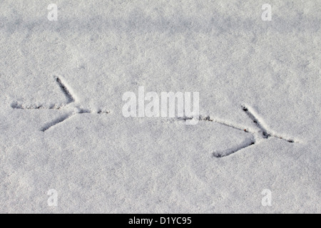 Eurasian tarabuso, Tarabuso (Botaurus stellaris). Orme nella neve, Meclemburgo-Pomerania Occidentale, Germania Foto Stock