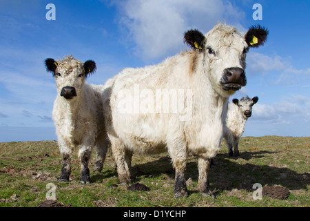 Bovini domestici, Bianco Galloway. Latte di mucca e di vitelli su un pascolo Foto Stock