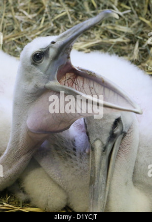 A quattro settimane di età Baby Pink-backed Pelican apre la sua settimana presso lo Zoo Friedrichsfelde a Berlino, Germania, 08 gennaio 2013. Un totale di otto African rosa-backed pellicani vengono sollevate allo zoo. Foto: STEPHANIE PILICK Foto Stock