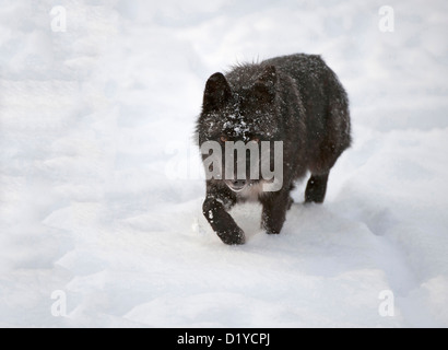 Tmber orientale Lupo (Canis lupus lycaon) nella neve Foto Stock