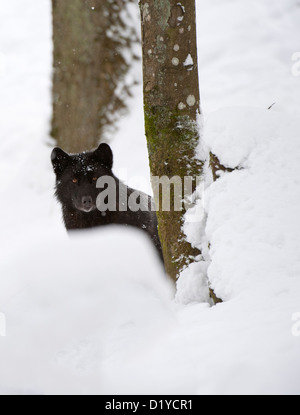 Tmber orientale Lupo (Canis lupus lycaon) nella neve Foto Stock