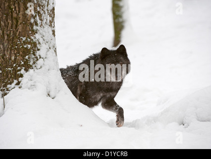 Tmber orientale Lupo (Canis lupus lycaon) nella neve Foto Stock