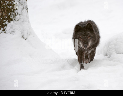 Tmber orientale Lupo (Canis lupus lycaon) nella neve Foto Stock