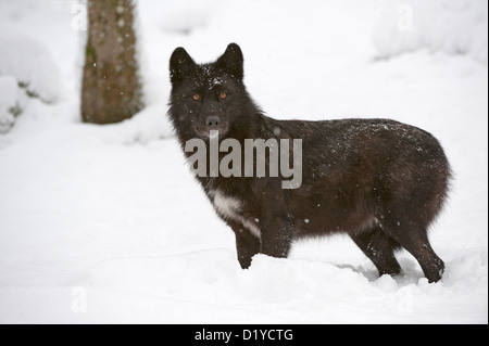 Tmber orientale Lupo (Canis lupus lycaon) nella neve Foto Stock