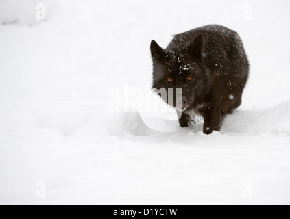 Tmber orientale Lupo (Canis lupus lycaon) nella neve Foto Stock