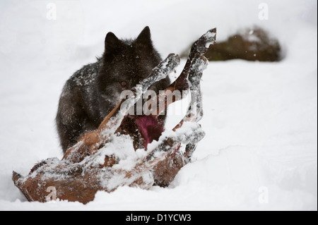 Tmber orientale Lupo (Canis lupus lycaon) nella neve, l'alimentazione sulla carcassa di cervo Foto Stock