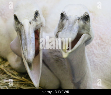 A quattro settimane di età Baby Pink-backed pellicani aprire i loro becchi a Friedrichsfelde Zoo di Berlino in Germania, 08 gennaio 2013. Un totale di otto African rosa-backed pellicani vengono sollevate allo zoo. Foto: STEPHANIE PILICK Foto Stock