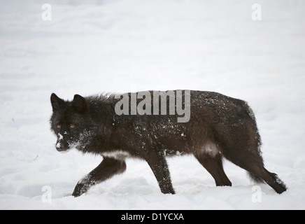 Tmber orientale Lupo (Canis lupus lycaon) trotto attraverso la neve Foto Stock