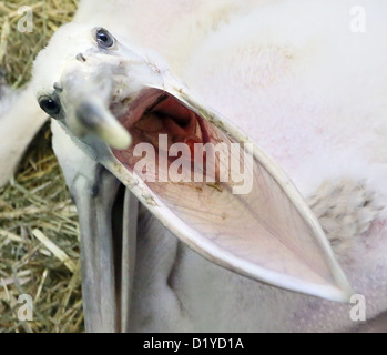 A quattro settimane di età Baby Pink-backed Pelican apre la sua settimana presso lo Zoo Friedrichsfelde a Berlino, Germania, 08 gennaio 2013. Un totale di otto African rosa-backed pellicani vengono sollevate allo zoo. Foto: STEPHANIE PILICK Foto Stock