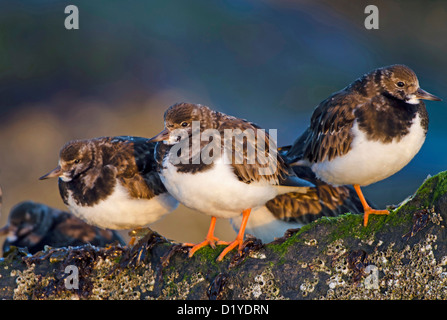 Voltapietre (Arenaria interpres). Tre adulti in appoggio su una parete di pietra Foto Stock