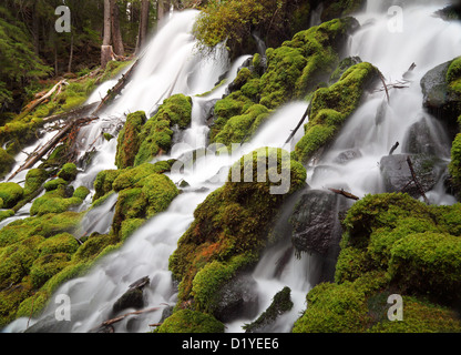 Clearwater caduta, Umpqua River Valley, O STATI UNITI D'AMERICA Foto Stock