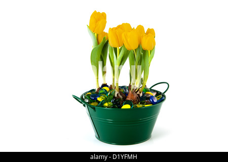 Tulipani gialli in verde pot con perline di vetro Foto Stock