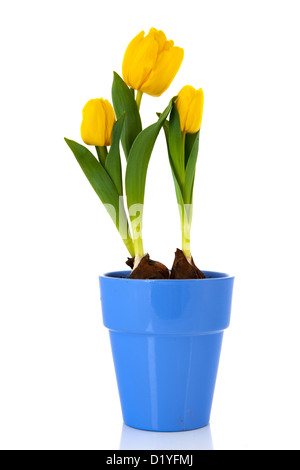 Tulipani gialli bulbi da fiore isolate su sfondo bianco Foto Stock