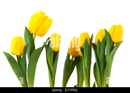 Tulipani gialli isolate su sfondo bianco Foto Stock