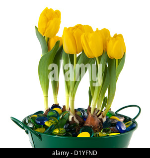 Molla gialla tulipani nel verde Isolata della benna su sfondo whiate Foto Stock