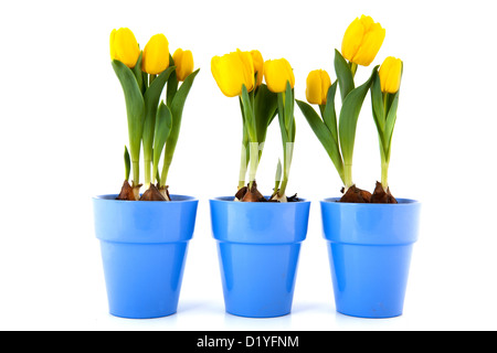 Tulipani gialli in viola fioriere isolate su sfondo bianco Foto Stock